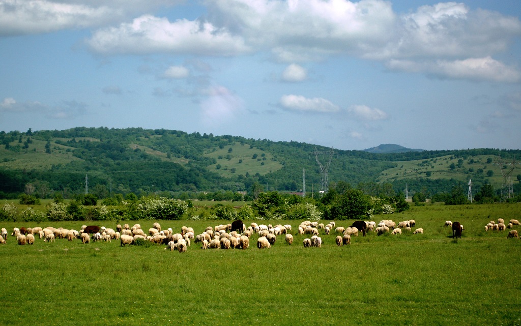 Kierdel (stado owiec) na wypasie